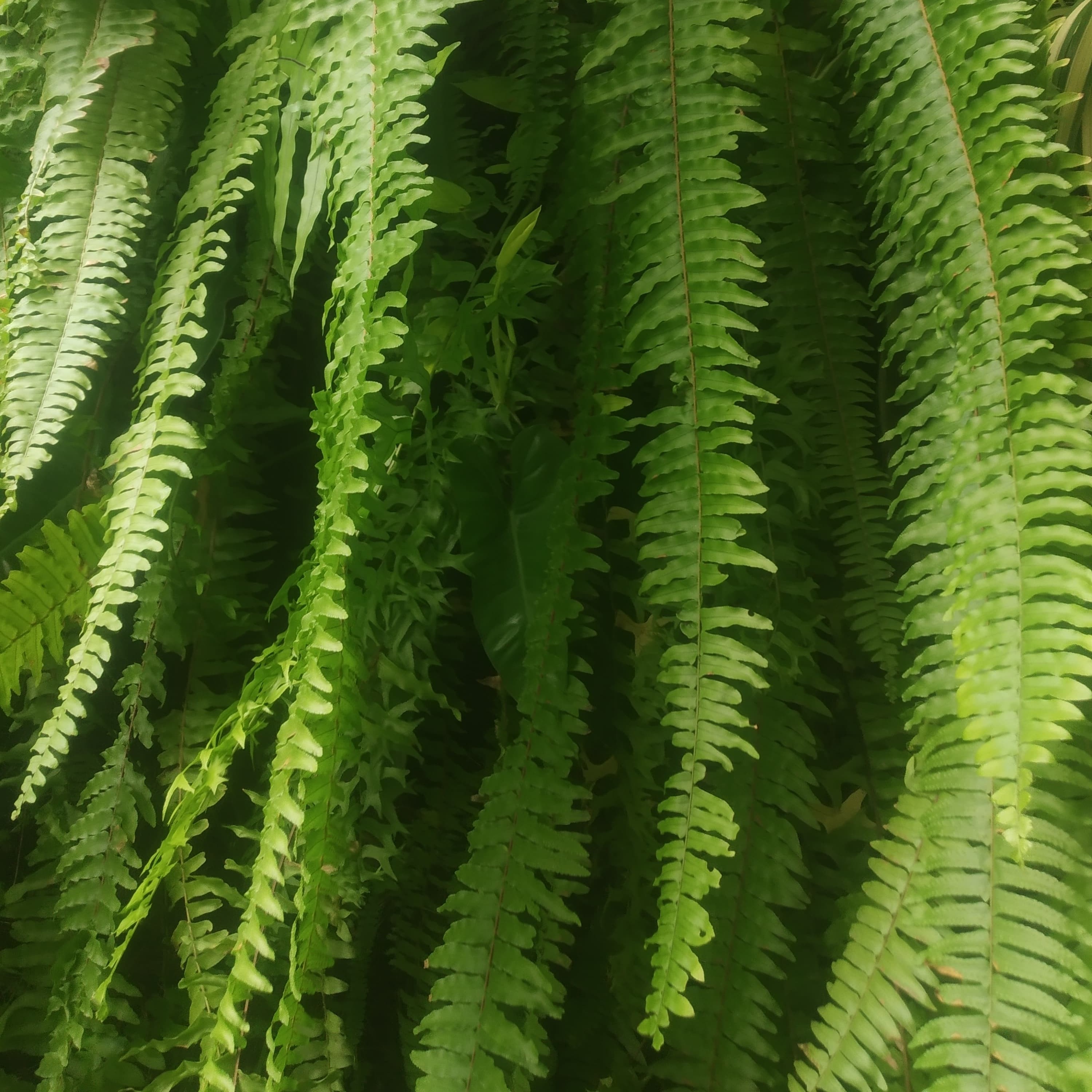 May Flowers Horticulture Installation 102